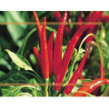 High quality red chili powder price red chili manufacturers